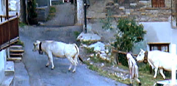 vaches2