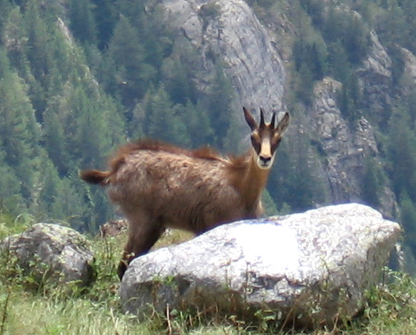 chamois